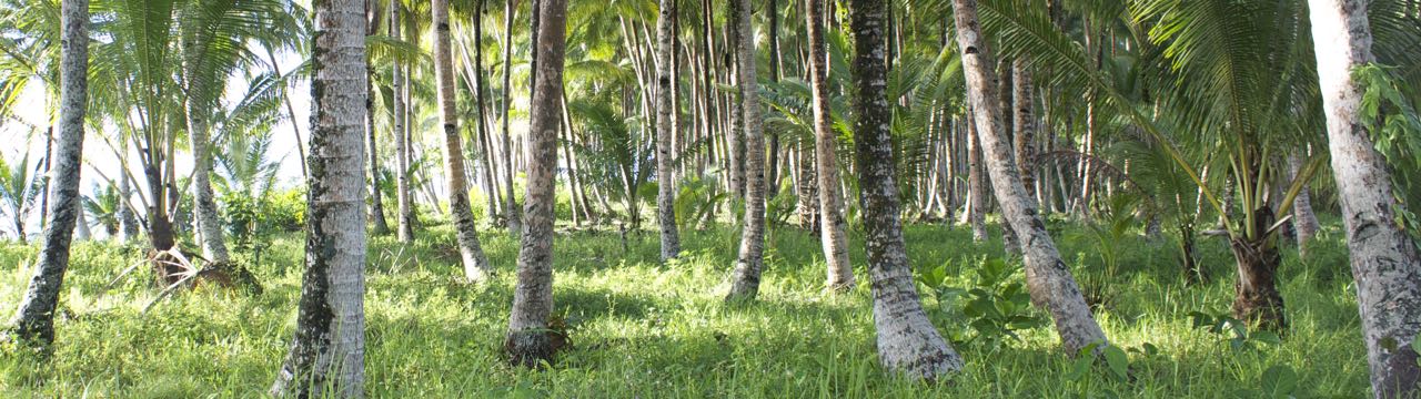 Coconut grove in Indonesia